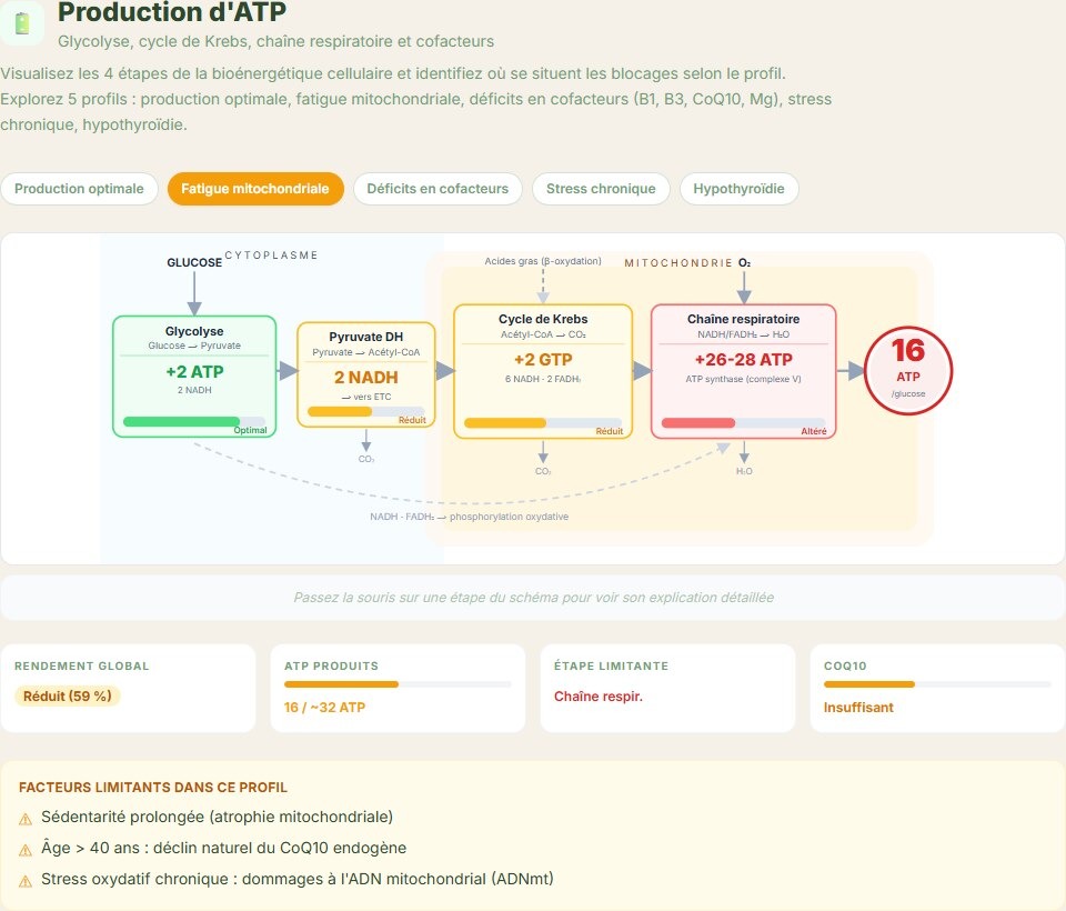 Production d'ATP